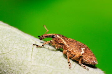 weevil on plant