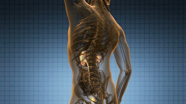 science anatomy scan of human kidneys glowing with yellow