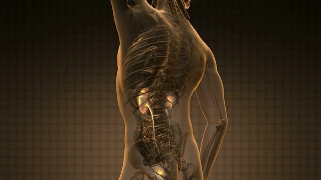 science anatomy scan of human kidneys glowing with yellow