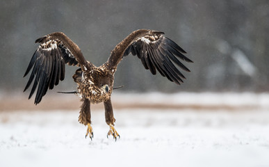 White tailed eagle (Haliaeetus albicilla)