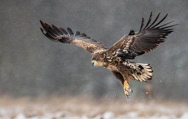 White tailed eagle (Haliaeetus albicilla)