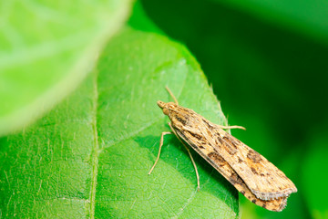 Moth insects on plant