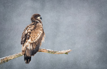 White tailed eagle (Haliaeetus albicilla)