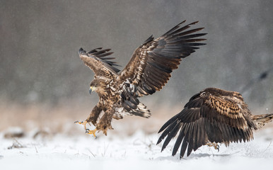 White tailed eagle (Haliaeetus albicilla)
