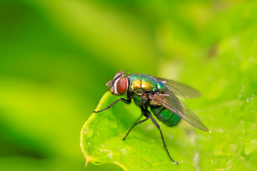 Calliphora erythrocephala on plant