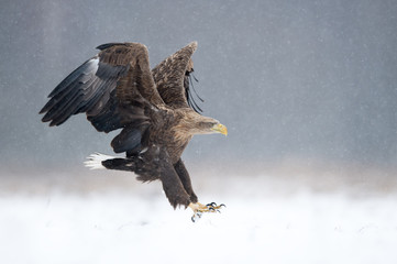 White tailed eagle (Haliaeetus albicilla)