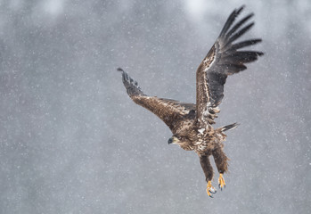White tailed eagle (Haliaeetus albicilla)
