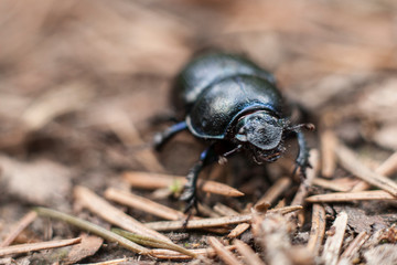 Beautiful insect macro background. Insect in details.