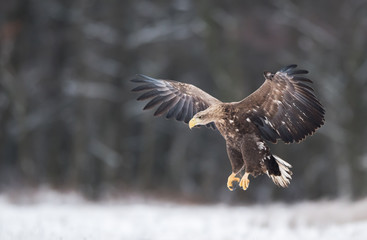 White tailed eagle (Haliaeetus albicilla)