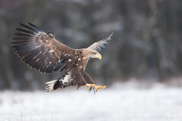 White tailed eagle (Haliaeetus albicilla)