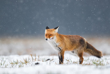 Fototapeta premium Fox (Vulpes vulpes)
