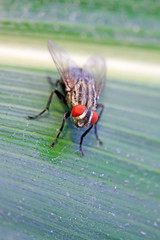 Tachinidae on plant
