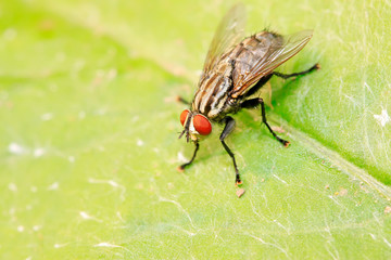Tachinidae on plant
