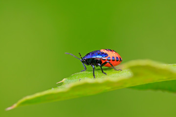 stinkbug class larvae on plant
