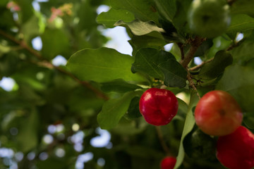 Barbados Cherry 