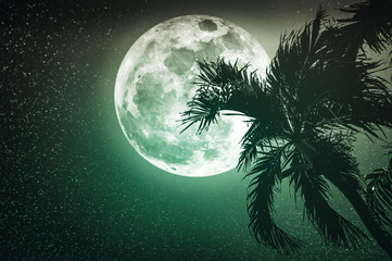Beautiful night landscape of sky with supermoon behind betel palm tree.