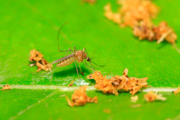 mosquitoes on plant