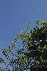 green leaves and blue sky
