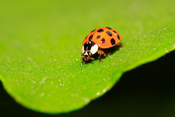 Harmonia axyridis on plant