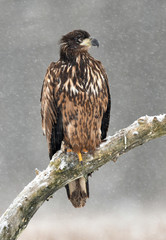 White tailed eagle (Haliaeetus albicilla)