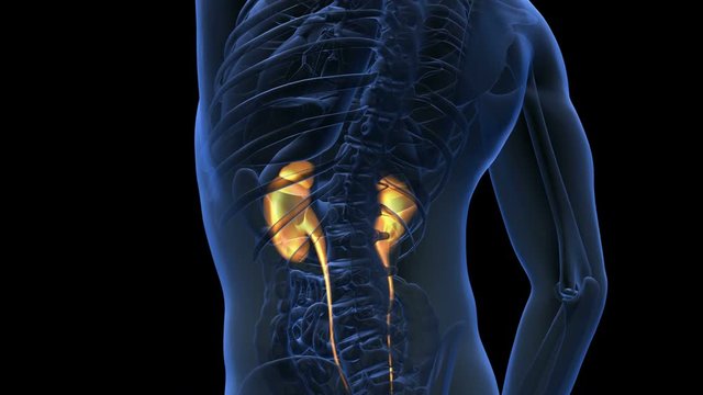 science anatomy scan of human kidneys glowing with yellow