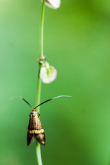 Beautiful insect macro background. Insect in details.