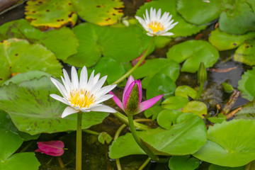 beautiful white lotus flower with green leaves in pond