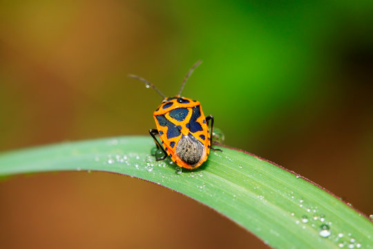 stinkbug on plant