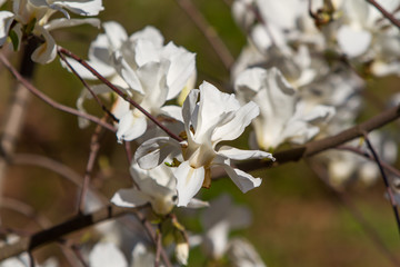 magnolia flowers during flowering on a branch against the background of the big garden