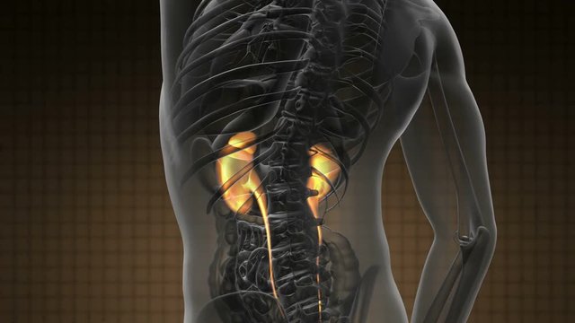 science anatomy scan of human kidneys glowing with yellow