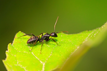 Fototapeta premium Camponotus Japonicus Mayr on plant