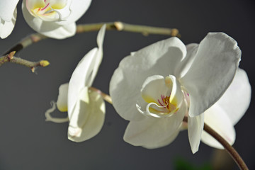 Naklejka na ściany i meble Orchideen, Valentinstag, Hintergrund
