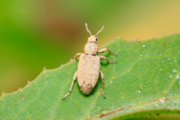 weevil on plant