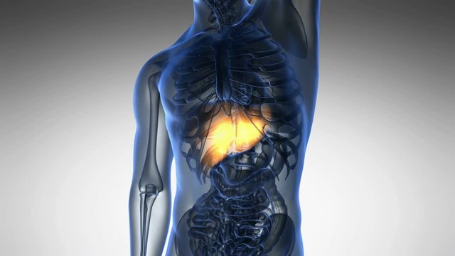 science anatomy scan of human liver glowing with yellow