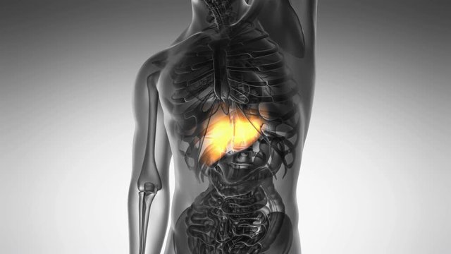 science anatomy scan of human liver glowing with yellow