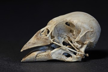 Schädelknochen eines Singvogels