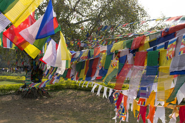 Fototapeta premium KATHMANDU - LUMBINI - INDIE - 29 LUTEGO 2016: Buddyści przybywający do modlitwy przy wielkim drzewie bodhi w Lumbini, w miejscu narodzin Buddy.