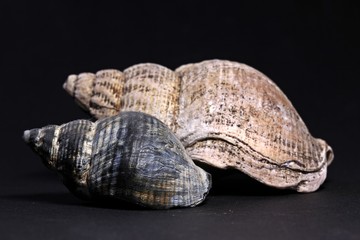 Zwei Gehäuse der Wellhornschnecke (Buccinum undatum)