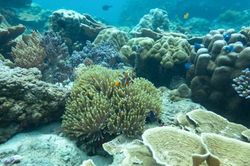 orange clown fish