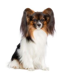 Continental toy spaniel, papillon Dog  Isolated  on White Background in studio