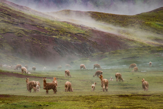 Alpaca nella meravigliosa Valle Rossa, Cusco, Perù