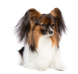 Continental toy spaniel, papillon Dog  Isolated  on White Background in studio