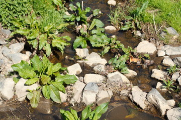 Fototapeta premium Gewässer mit Steinen