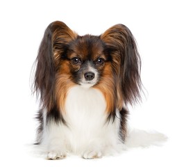 Continental toy spaniel, papillon Dog  Isolated  on White Background in studio