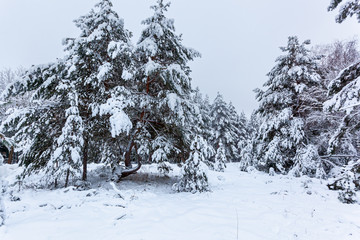 Snowy pines in the winter forest