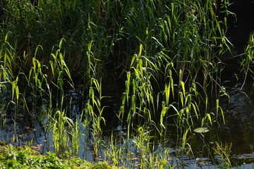 Schilf, Gräser an einem Seeufer