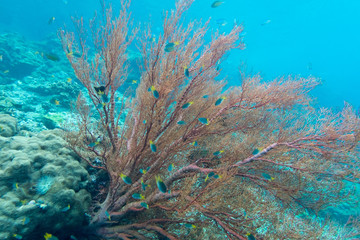 Naklejka na ściany i meble Coraline algae coral