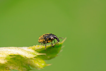 weevil on plant