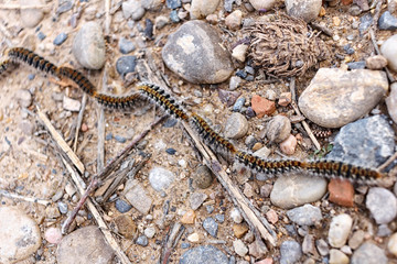 processionary in the floor