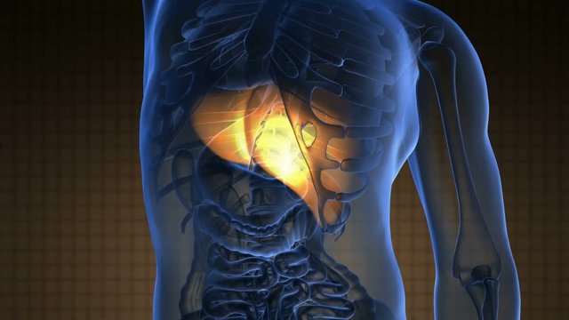 science anatomy scan of human liver glowing with yellow